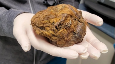 ¡Cómo en “La Era del Hielo”!: hallaron bola de pelo congelada y descubrieron que es una ardilla de hace 30.000 años