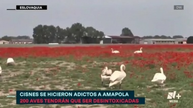 En Eslovaquia, cisnes invadieron cultivos de amapolas y terminaron drogados