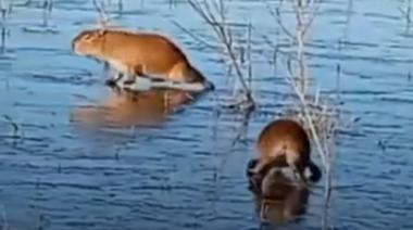 La tierna postal que dejó la ola de frío: dos carpinchos caminan sobre el agua congelada en Iberá