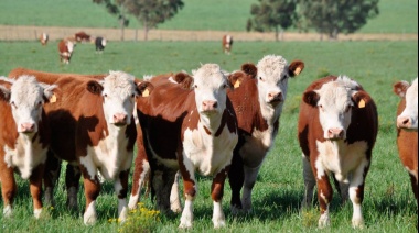 NASA: Un estudio científico derrumbó un mito sobre las vacas argentinas