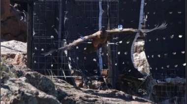 Un pichón de cóndor andino nacido en Olavarría, fue liberado en las Sierras de Pailemán