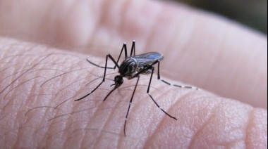 Dengue en la Provincia: En una semana los casos subieron un 87%