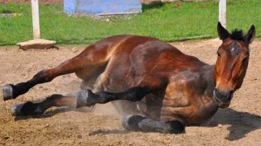 Preocupación por el brote de encafalomielitis equina
