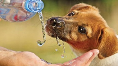 Verano y altas temperaturas: cómo prevenir los golpes de calor en las mascotas