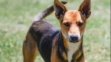 Bromatología continúa con la campaña de difusión de animales en adopción