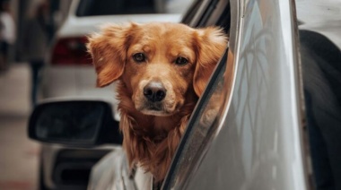 Vacaciones en el exterior: Cómo es el trámite para viajar con mascotas
