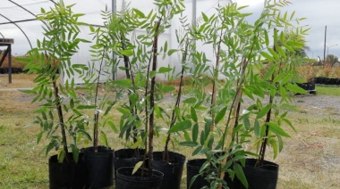 Se desarrollará la última edición del año del Programa “Replantando Olavarría”