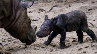 Nació un rinoceronte de Sumatra, especie amenazada
