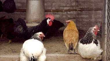 Se confirmó el primer caso de gripe aviar en aves de corral y suspendieron las exportaciones