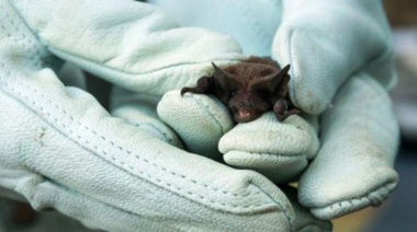 Se detectó un nuevo caso positivo de rabia en un murciélago