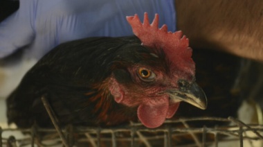 Argentina se quejó ante Japón tras el cierre de la importación de productos avícolas