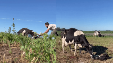 Un tambero ayudó a parir a una vaca en Navidad y se hizo viral