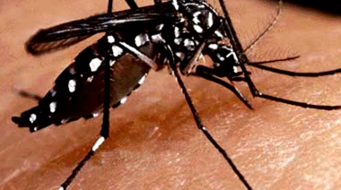 Dengue: Explican como evitar la proliferación de mosquitos