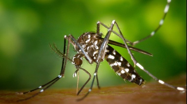 Dengue: Infectólogos coinciden en que por ahora hay menos casos, aunque se debe esperar a febrero o marzo