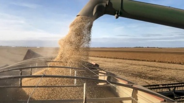 Alerta: La caída del precio de la soja complica las proyecciones del Gobierno
