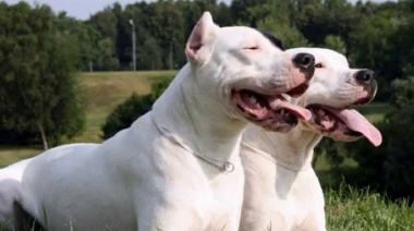 Azul: una mujer fue brutalmente atacada por tres dogos argentinos