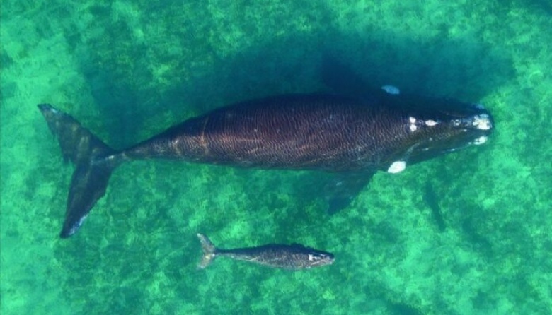 Las ballenas empiezan a asomarse en Madryn
