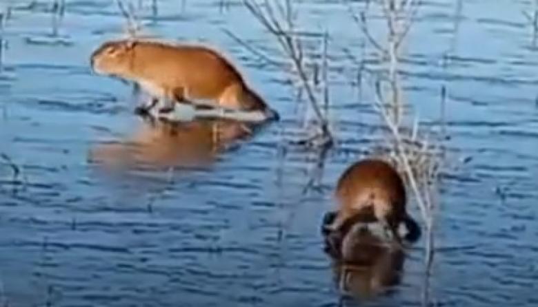 La tierna postal que dejó la ola de frío: dos carpinchos caminan sobre el agua congelada en Iberá