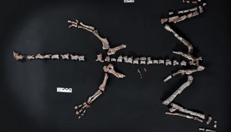 Encontraron restos fósiles de un dinosaurio que vivió hace más de 230 millones de años