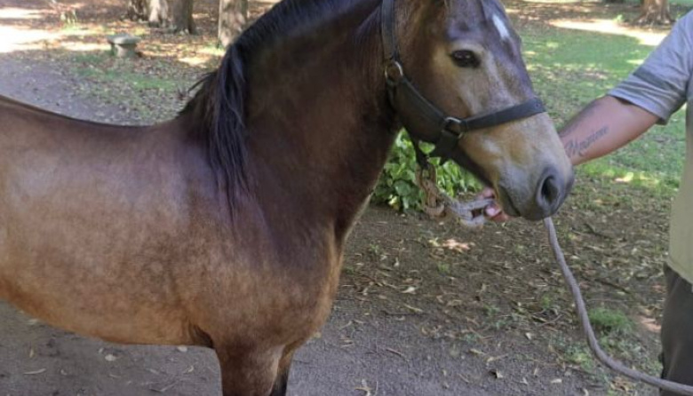 Personal de Protección Ciudadana intervino ante un caballo suelto frente al ex Colegio Nacional