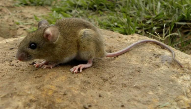 Hantavirus: confirman una víctima fatal en Chacabuco y ya son tres en la provincia de Buenos Aires