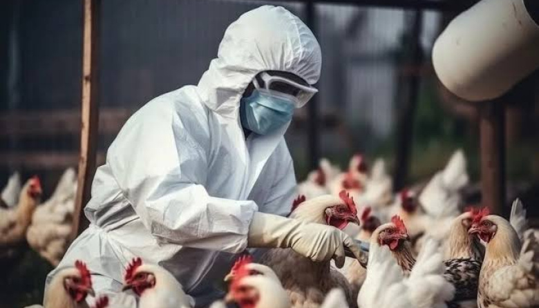 Influenza aviar: detectan un nuevo caso en un establecimiento avícola bonaerense