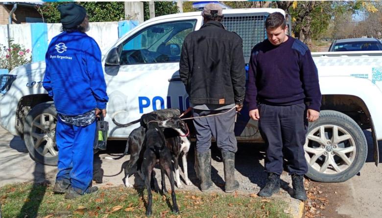 Infraccionaron a dos hombres por cazar con galgos en un campo rural de Espigas