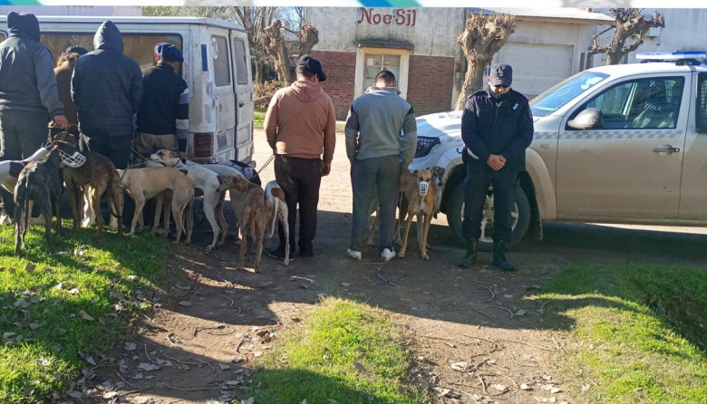 Detectaron a seis hombres cazando con 16 galgos en un campo de Olavarría