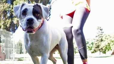 Jornada de vacunación antirrábica y esterilizaciones caninas y felinas en las localidades