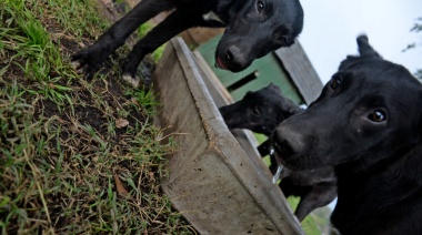 Se realizará la tercera edición de “Adoptame Olavarría”