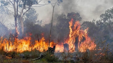 El Gobierno creó un área para prevenir e investigar delitos ambientales