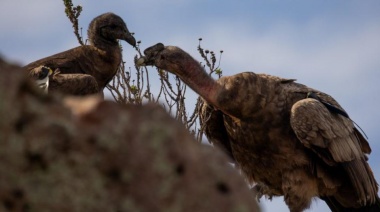 Nació un pichón de cóndor andino en el Bioparque “La Máxima”