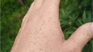 La invasión de insectos puso en alerta a las quintas hortícolas de la ciudad: evalúan daños