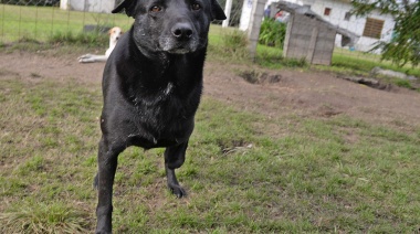 #ViernesDeAdopciones: Hanson busca un hogar y una familia que lo adopte
