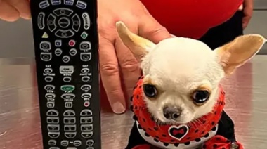 Récord Guinness: la perra más pequeña del mundo pesa 553 gramos