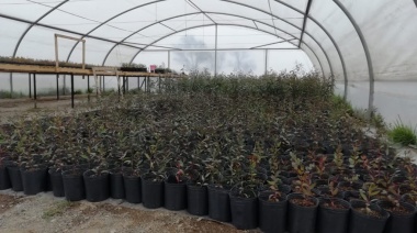 Ya comenzó la inscripción al Plan Forestal Municipal 2023 – 2024