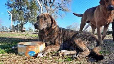 El #ViernesDeAdopciones propone adoptar perros adultos