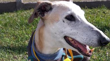 #ViernesDeAdopciones: Lisa busca una familia que la adopte