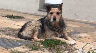 Una oportunidad para Popeye: Rescates Serendipia busca fondos para su operación