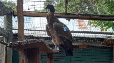 El condor Newen se fue de "La Máxima"