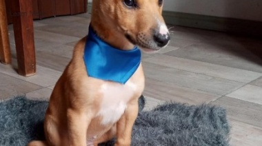 Jornada de adopciones de "Rescataditos"