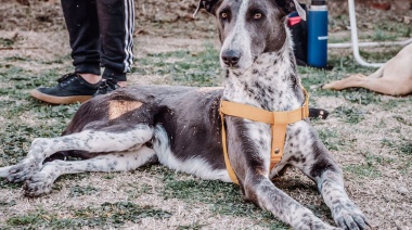 #ViernesdeAdopciones: Fako busca una familia