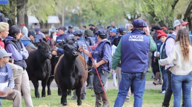 Llega la 44° Exposición Nacional Angus de Primavera en La Rural