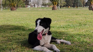 “Adoptar un perro puede ser el primer paso de una vida en compañía”