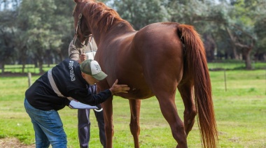 Falleció la primera persona por encefalitis equina en la Provincia de Buenos Aires