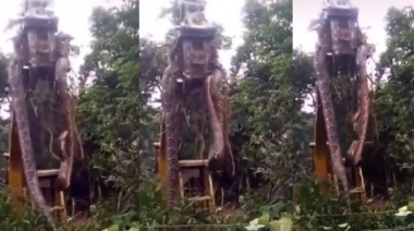 Encontraron una anaconda de casi 450 kilos y 10 metros de largo