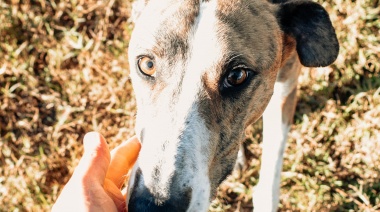 Adopción Responsable: Bromatología da a conocer a Titán