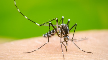 Alarmante aumento de casos de dengue en la provincia de Buenos Aires: Más de 35 mil casos confirmados
