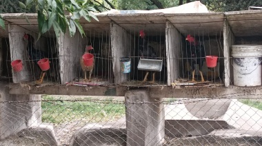 El Municipio denunció la existencia de  un criadero de gallos de riña en La Máxima