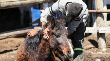 Aumentan los casos de encefalitis equina en la Provincia de Buenos Aires: